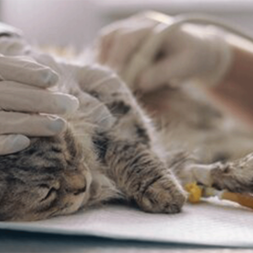 Dahiliye ve İç Hastalıkları