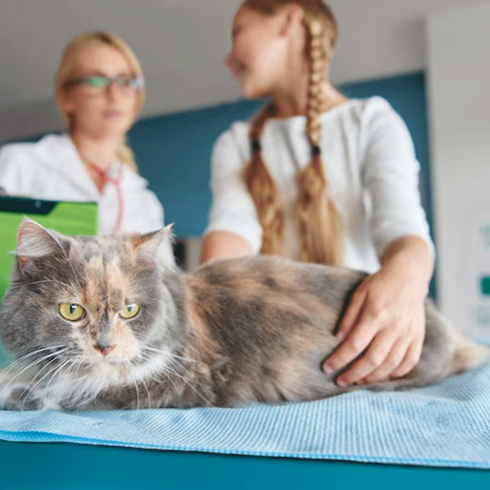 Psikoloji ve Davranış Danışmanlığı